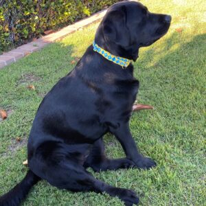Del Mar Dog Collar