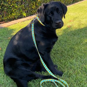 Del Mar Dog Collar & Leash